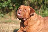 DOGUE DE BORDEAUX 434